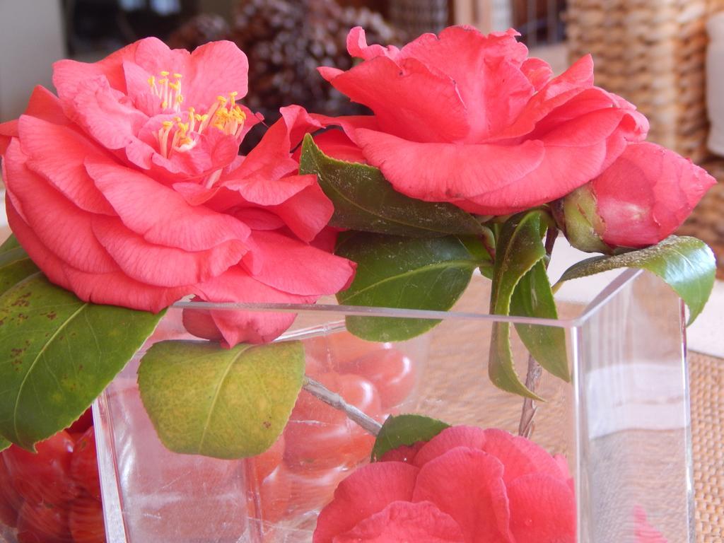 ראפינה Slow Living Beautiful Villa מראה חיצוני תמונה